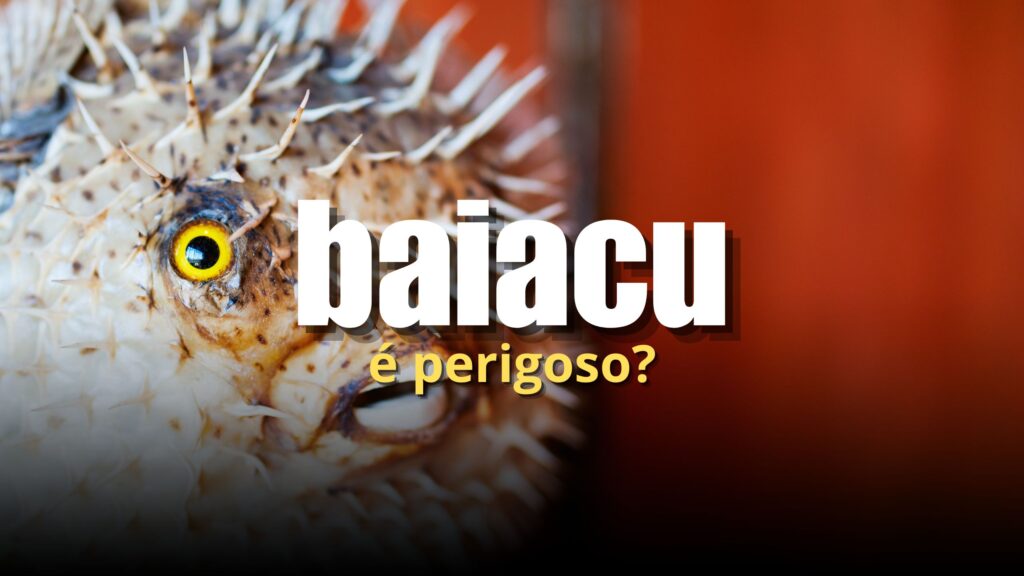 O baiacu é, certamente, um peixe que desperta muitas curiosidades, já que possui uma defesa letal em seu organismo. Descubra mais.